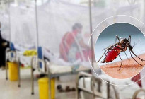 ডেঙ্গুতে গেল আরও ৪ প্রাণ