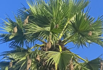 বাবুই পাখি-প্রকৃতির ক্ষুদ্র স্থপতি, যে গাঁথে শ্রমের রাজপ্রাসাদ 