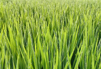 কুয়াশা ও শিশির বিন্দু জানান দিচ্ছে শীতের আগমনী বার্তা