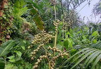 প্রকৃতির উপহার বেতফল সুস্বাদু, পুষ্টিকর ও স্বাস্থ্যবর্ধক