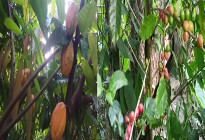 বিদেশি ফলের চাষ করে এগিয়ে চলছেন শিক্ষার্থী সম্পদ মন্ডল 