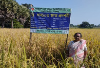 গোপালগঞ্জে আমন সৌসুমে সবচেয়ে বেশি ফলন দিয়েছে ব্রি ধান-১০৩