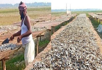 নড়াইলে জনপ্রিয় হয়ে উঠছে পুঁটি মাছের শুঁটকির ব্যবসা 