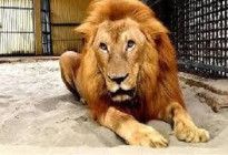 চিড়িয়াখানার খাঁচা থেকে বের হওয়া সিংহ খাঁচায় ফিরল