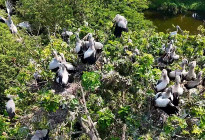 ‘কর বাড়ি’ এখন অতিথি পাখির স্বর্গরাজ্য