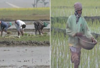 শীত উপেক্ষা করে নড়াইলে বোরো ধান চাষে ব্যস্ত কৃষকরা