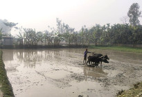 কুড়িগ্রামে ইরি-বোরো চাষাবাদে ব্যস্ত সময় পার করছে কৃষক-কৃষাণীরা