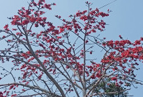 বসন্তে ফুটেছে দৃষ্টিনন্দন লাল রঙের শিমুল