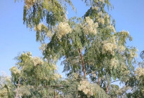 বসন্তের ছোঁয়ায় লোহাগড়া জুড়ে শ্বেতশুভ্র সজনে ফুলের মুগ্ধতা 