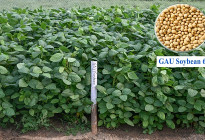 গাকৃবিতে দেশের প্রথম উচ্চ খরা সহনশীল সয়াবিনের জাত উদ্ভাবন      