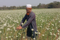 কালো সোনা চাষ করে মোশাররফ তালুকদারের বাজিমাত