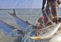 দুই মাসের ইলিশ নিষেধাজ্ঞা শুরু: ৬ অভয়াশ্রমে মাছ ধরা বন্ধ