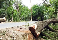 সড়কের গাছ কাটতে নিতে হবে অনুমতি 