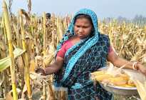 সোনাতলায় ভুট্টার বাম্পার ফলন, কৃষকের মুখে হাসি