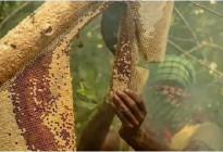 পহেলা এপ্রিল থেকে সুন্দরবনে মধু আহরণ শুরু