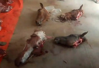 দিনাজপুরে জবাই করা ঘোড়ার মাংস গরুর মাংস বলে বিক্রি হয় ঢাকায়