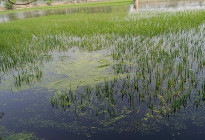 চৈত্রের অকাল বৃষ্টিতে তলিয়ে গেছে ইরি-বোরো ফসল 