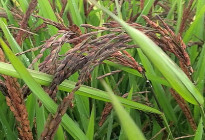 ইউটিউব দেখে ‘ব্ল্যাক রাইস’ চাষে কৃষক রহমত আলীর বাজিমাত 