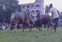 নড়াইলে ঐতিহ্যবাহী ষাঁড়ের লড়াই, দর্শকের ঢল