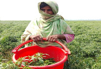 তিস্তার চরাঞ্চলে বাম্পার ফলন, তবুও কৃষকের হাহাকার