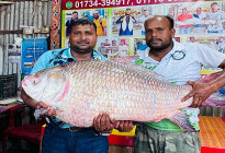 দৌলতদিয়ায় এক কাতল ৬৮ হাজারে বিক্রি 