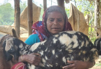 জিন্না বেগমের ছাগল পালনের সংগ্রামী গল্প 