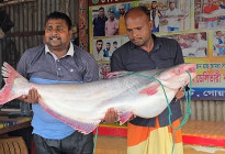 দৌলত‌দিয়ায় এক পাঙা‌স ৭১ হাজা‌রে বি‌ক্রি