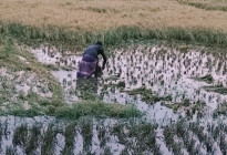 সোনাতলায় বোরো ধানে বৃষ্টির থাবা, ক্ষতির মুখে কৃষক