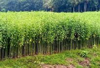 সালথায় মাঠজুড়ে সোনালী আঁশ পাট, ভালো ফলনের স্বপ্ন চাষিদের