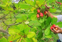 কাজুবাদাম চাষে নতুন দিগন্ত, সফলতার পথে রাইখালী কৃষি গবেষণা কেন্দ্র
