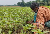 জ্বালানি সংকটে পুড়ছে পাট, ফরিদপুরে চাষীদের কপালে চিন্তার ভাঁজ