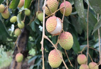 দিনাজপুরে লিচুর ফলনে চরম বিপর্যয়