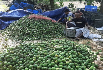 সাতক্ষীরার হিমসাগর যাচ্ছে ইউরোপে 