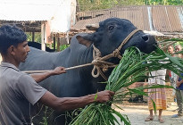 দিনাজপুরে কোরবানির জন্য প্রস্তুত ৪ লাখ ২৬ হাজার ৫২৩ পশু