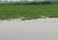 পানিবন্দি শতাধিক পরিবার, কোরবানি ঈদ নিয়ে শঙ্কায় চরবাসী
