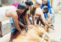 পাড়া-মহল্লায় চলছে পশু কোরবানি