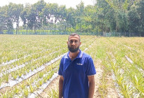 ফরিদপুরে ৮ বিঘা জমিতে আনারস চাষ করে তাক লাগিয়ে দিলেন কৃষক মিলন