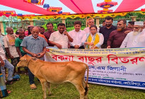 নিবন্ধিত ৬০ জেলের মাঝে বকনা বাছুর বিতরণ  