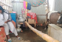গোয়ালঘরে বাস করা মেয়েটির ভাগ্যেও জুটলো না শিক্ষাবৃত্তি