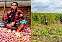 পেঁয়াজের ন্যায্যমূল্যে থেকে বঞ্চিত কৃষক, পাটেও অনিশ্চয়তা ‎