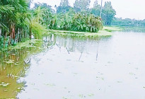 জলাবদ্ধতায় সহস্র একর জমি, বিপাকে কৃষকেরা, চায় কালভার্ট