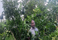 মহম্মদপুরে মিশ্র ফলের বাগান করে সফল মিজানুর রহমান 