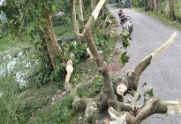 সোনাতলায় সড়কের গাছ কাটার ‘মহোৎসব’, পরিবেশ ও সৌন্দর্য হুমকিতে