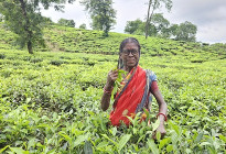 ২ হাজার চা-শ্রমিক ও পরিবারের দৃষ্টিসেবায় ব্র্যাক ব্যাংক ও ভিশনস্প্রিং