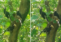 ব্যাঙছড়ি পাহাড়ে বিরল ‘ধনেশ’ পাখির সংসার 