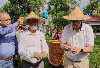 ঠাকুরগাওয়ে চা বাগান ও পুরনো আমগাছ পরিদর্শনে যুক্তরাষ্ট্রের রাষ্ট্রদূত ব্রেন্ট টি