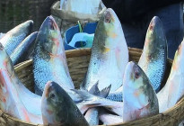 এবারও দুর্গাপূজায় ইলিশ চায় ভারত