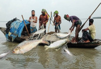 ২২ দিন ইলিশ ধরা মানা, কেনাবেচাতেও নিষেধাজ্ঞা