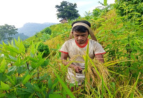 জুমের ধান কাটায় ব্যস্ত জুমিয়ারা, রয়েছে কিছু আক্ষেপও