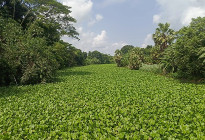 সালথার ঐতিহ্যবাহী কুমার নদ কচুরিপানায় নাব্য সংকটে
